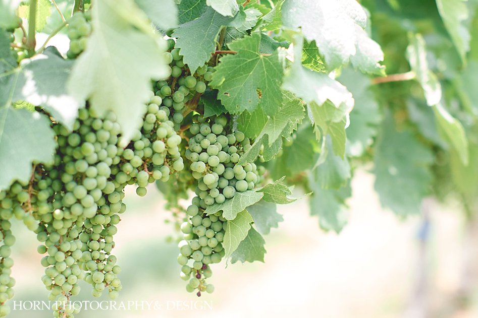 Kaya Vineyard and Winery Grapes North Georgia vineyard
