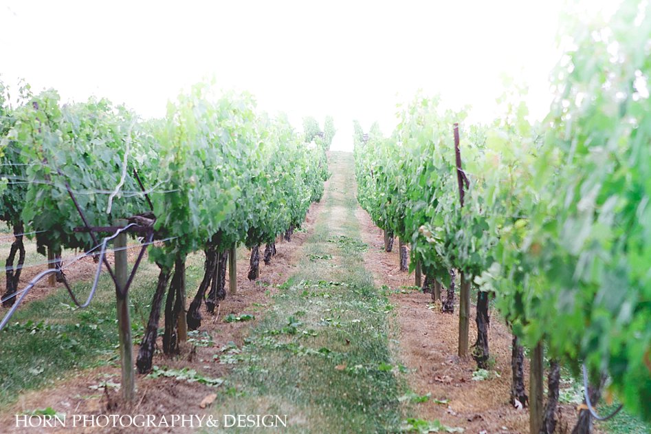 Kaya Vineyard and Winery grape vines