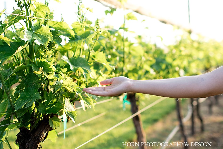 touching vineyard North Georgia wine trail