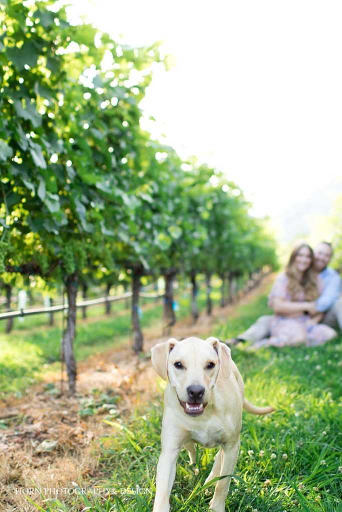 love at first sight puppy love vineyard engagement pictures horn photography and design