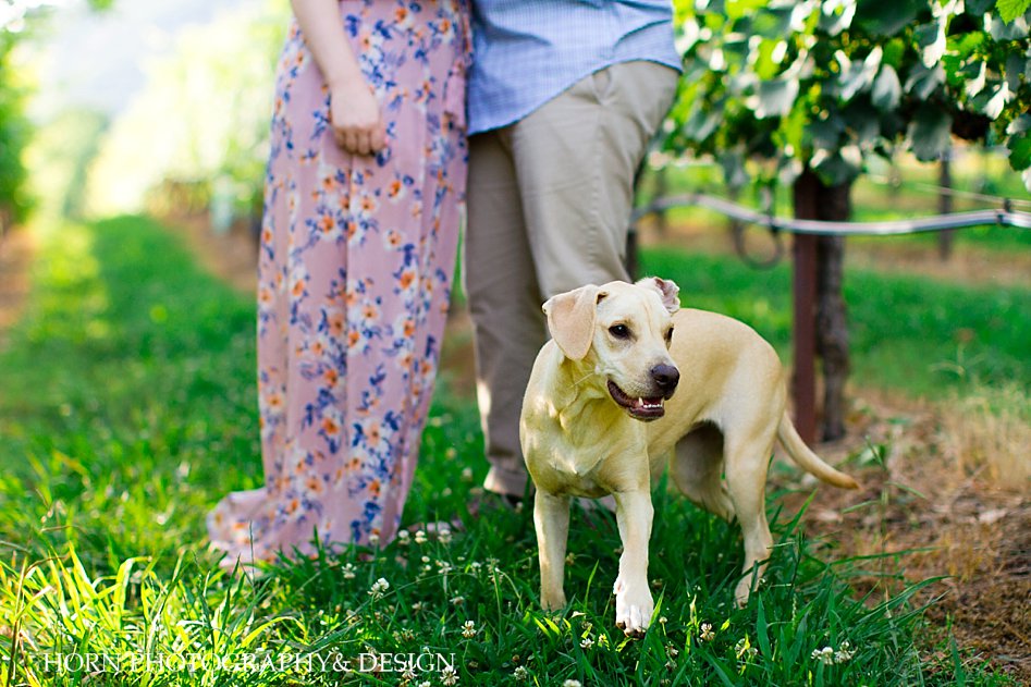puppy love vineyard engagement photo ideas vineyard yonah mountain engagement session horn photography and design